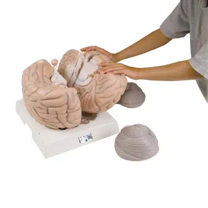 3B Scientific VH409 Giant Brain 14-Part 2.5 Times Full Size - 3B Smart Anatomy