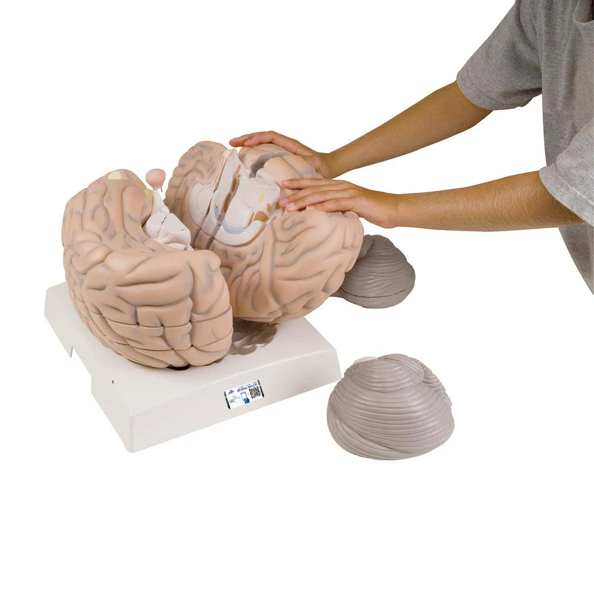 3B Scientific VH409 Giant Brain 14-Part 2.5 Times Full Size - 3B Smart Anatomy