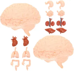 Human Body Teaching Models Organ Model Set Anatomy Kit for Kids Brain Heart Liver Lung Stomach Kidney Educational Toys