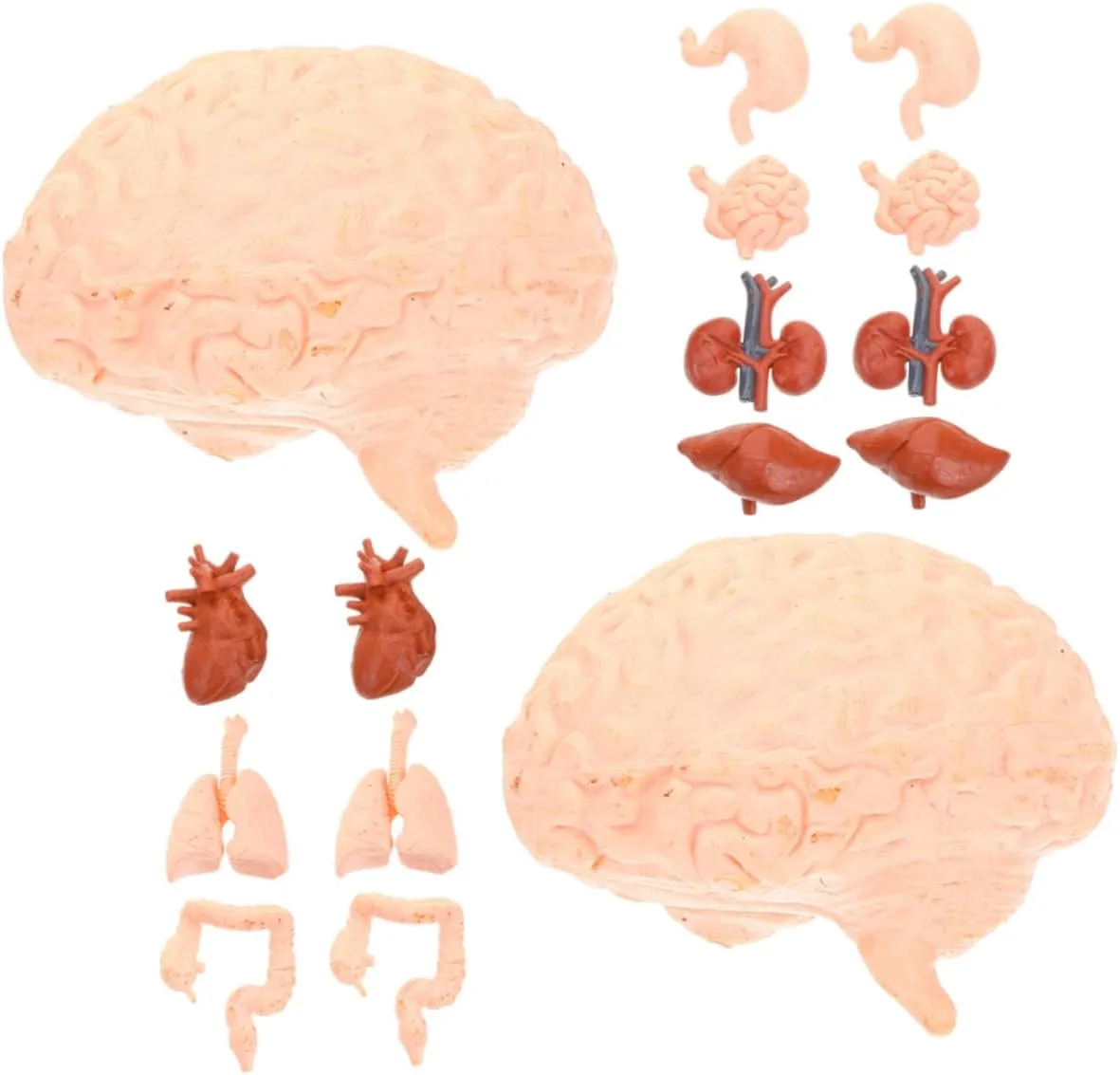 Human Body Teaching Models Organ Model Set Anatomy Kit for Kids Brain Heart Liver Lung Stomach Kidney Educational Toys
