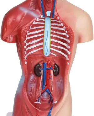 Human Torso Anatomy Model – Removable Organs, Heart, Brain, Lungs – Medical Educational Tool for Students, Teachers, Healthcare Professionals