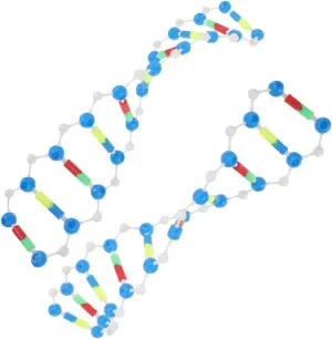 Kisangel 2pcs DNA Model Kit Double Helix Structure Display Prop for Science Education Teaching Tool for Biology Classes and Research Laboratories Molecular Model Components