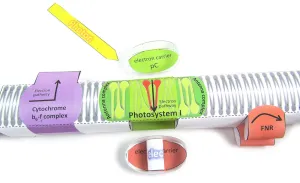 NewPath Learning Photosynthesis & Light Reactions 3-D Model Making Kit, Set/5 Full-Color, Paper Model Templates & Teacher Guide (24-7728)