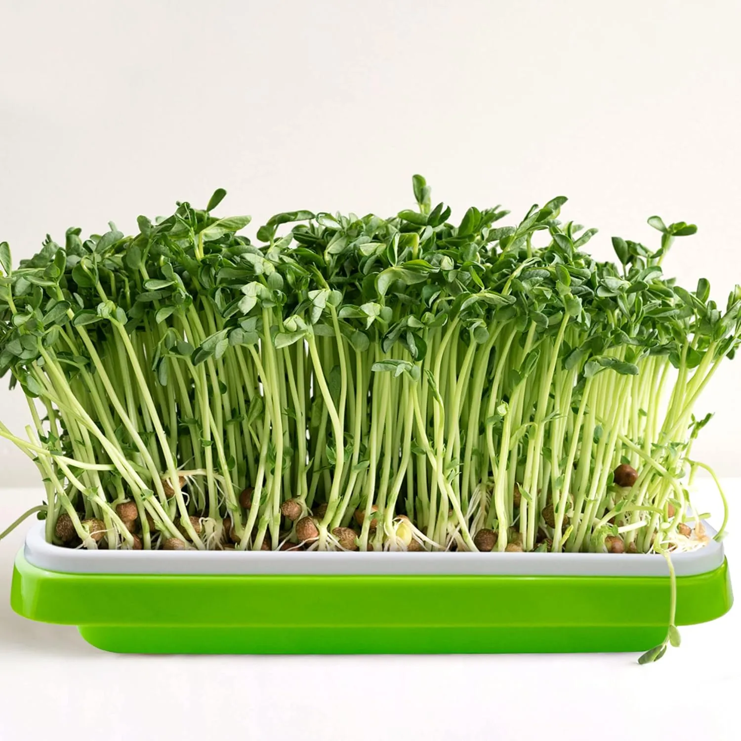 Pack 10 Seed Sprouter Tray with Drain Holes,Seed Germination Tray Kit BPA Free Nursery Tray,Soil-Free Big Capacity Healthy Wheatgrass Grower Sprouting Container Kit..