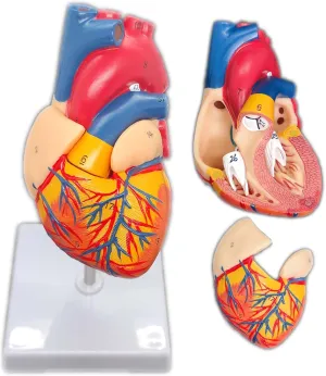Scientific Human Heart Model: Anatomically Accurate 2-Part Life Size Replica with 34 Anatomical Structures