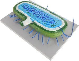 VICASKY Realistic Cell Model Detailed Anatomy Display for Biology Teaching Engaging Educational Tool for Classroom Demonstrations and